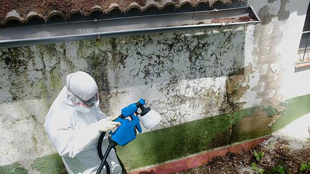 Top rated local Mold Remediation specialists in Barton, MD